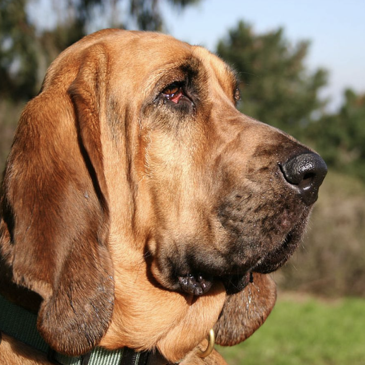 Les Saint-Hubert sont des chiens spécialistes des recherches dites tardives.