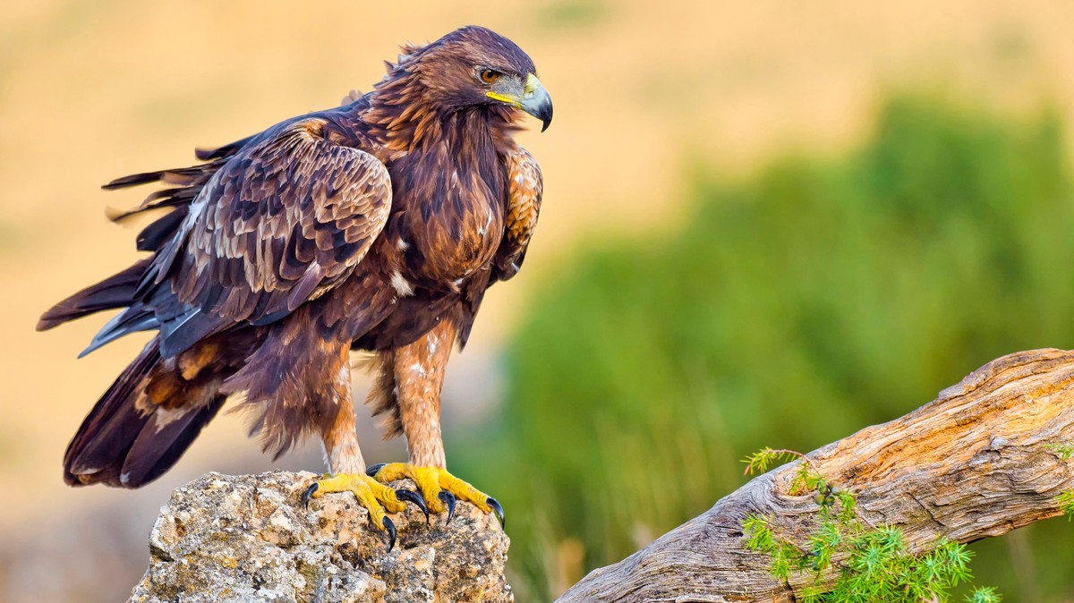 Steinadler