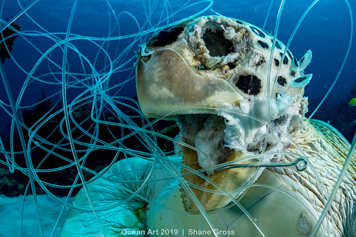 Dead green sea turtle (Chelonia mydas) hooked and tangled in fishing line as bycatch. Image made in The Bahamas.