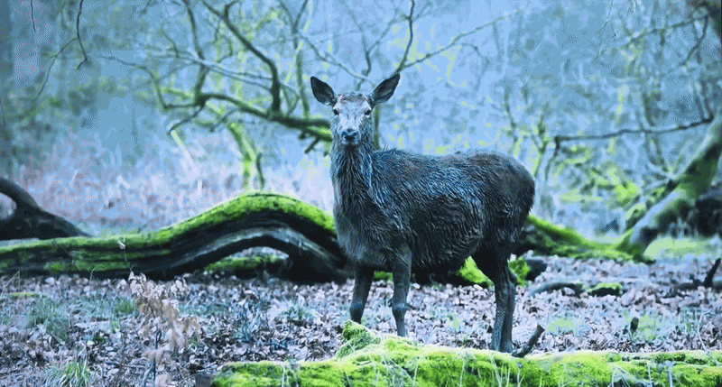 Animiertes GIF