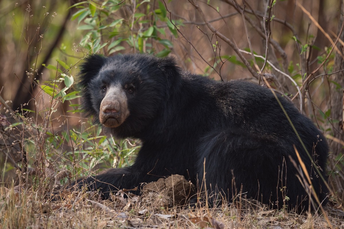 Sloth bear lying in bushes lifts head, 12.10.2020, Copyright: xnickdalex Panthermedia22075659
lippenbär