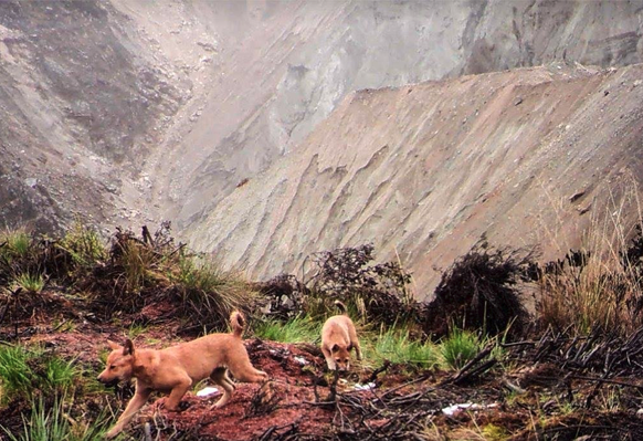 In der Wildnis lebende Neuguinea-Dingos, aufgenommen von Fotofallen. Dem Forscher James &quot;Mac&quot; McIntyre gelang im September 2016 als Erstem ein definitiver Nachweis, dass die ausgestorben geg ...