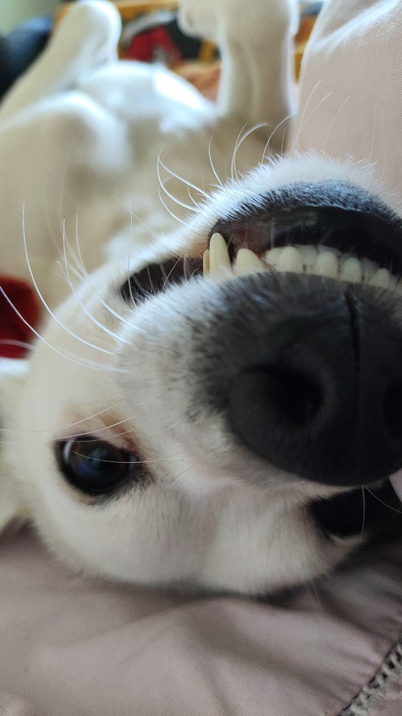 cute news tier hund

https://www.reddit.com/r/Teefers/comments/1u4xs7q/why_hello_there/