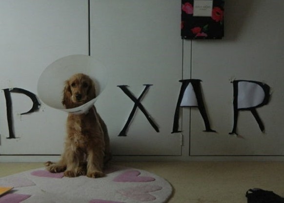 Hund Pixar
Cute News
https://funnyfoto.org/these-pets-are-making-the-most-of-their-cones-funny-animal-pictures/2/