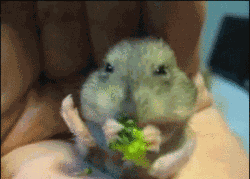 Animiertes GIF