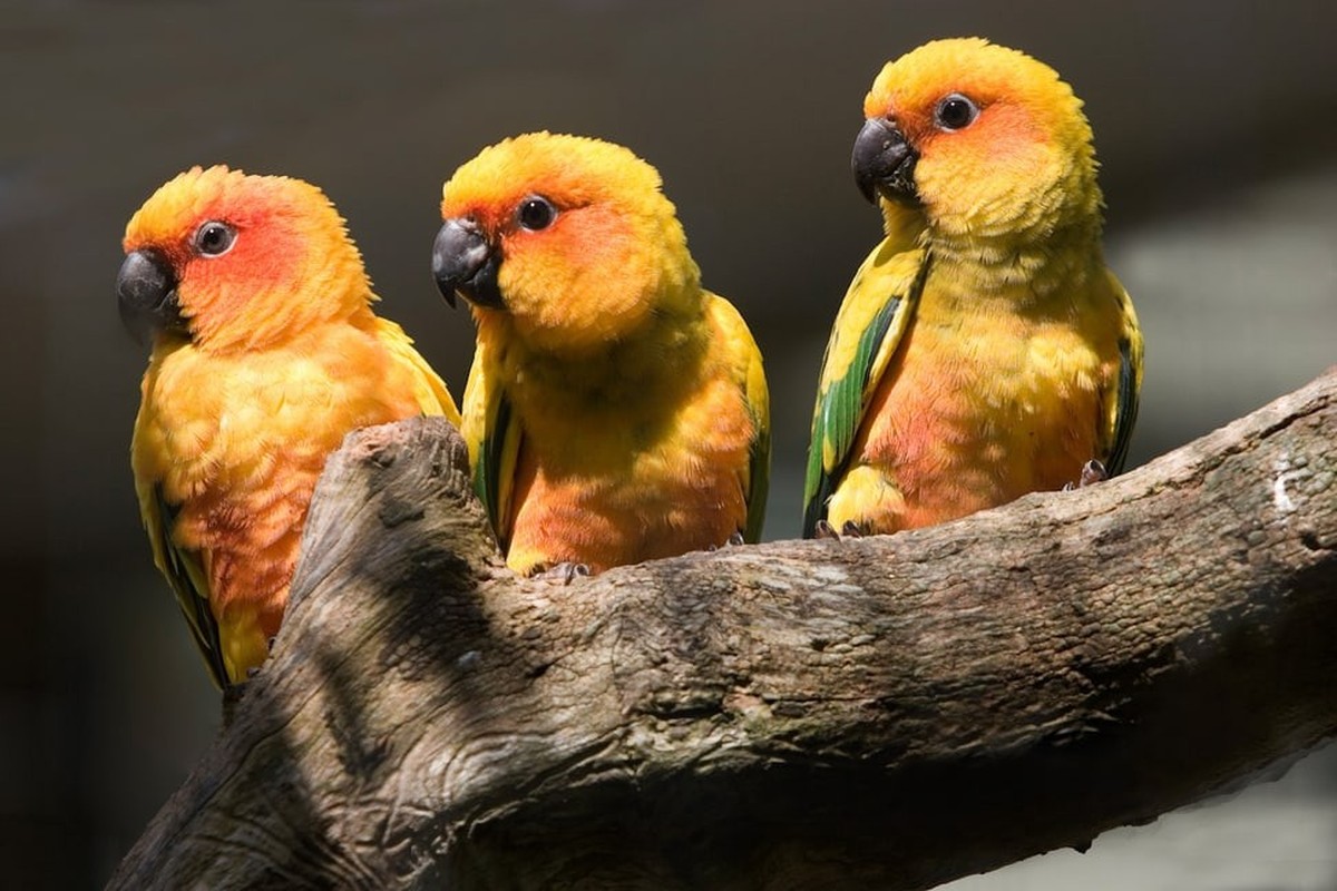 Sie gehören in die Pantanal-«WG»: Sonnensittiche.
