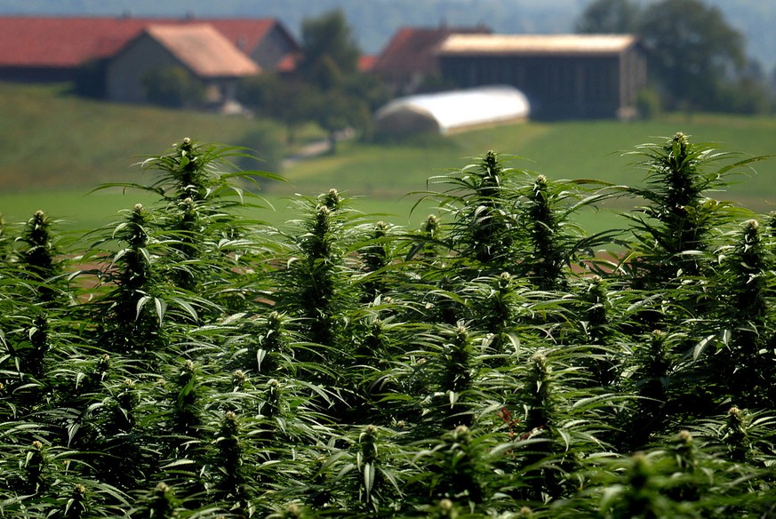 Hanfpflanzen im Kanton Freiburg. Suchtexperten fordern eine Lizenzvergabe für die Cannabis-Produktion.