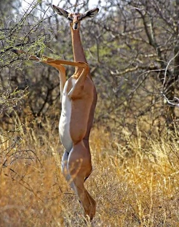 cute news tier gerenknu giraffengazelle

https://www.reddit.com/r/Awwducational/comments/12j9w29/gerenuks_are_longnecked_antelopes_with_small/