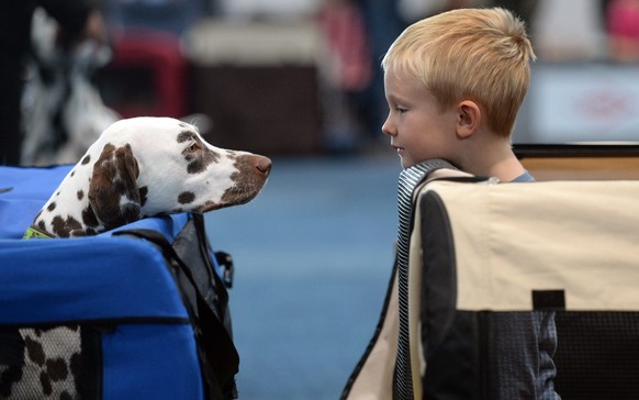 Darum sind Hunde also so gute Tröster und Gefährten.