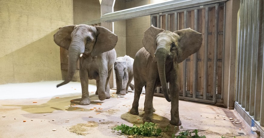 Zoo Basel neue Elefanten