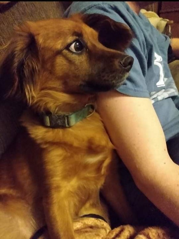 cute news animal dog https://www.reddit.com/r/rarepuppers/comments/10eph01/bella_kokoni_mix_watching_a_horror_movie/