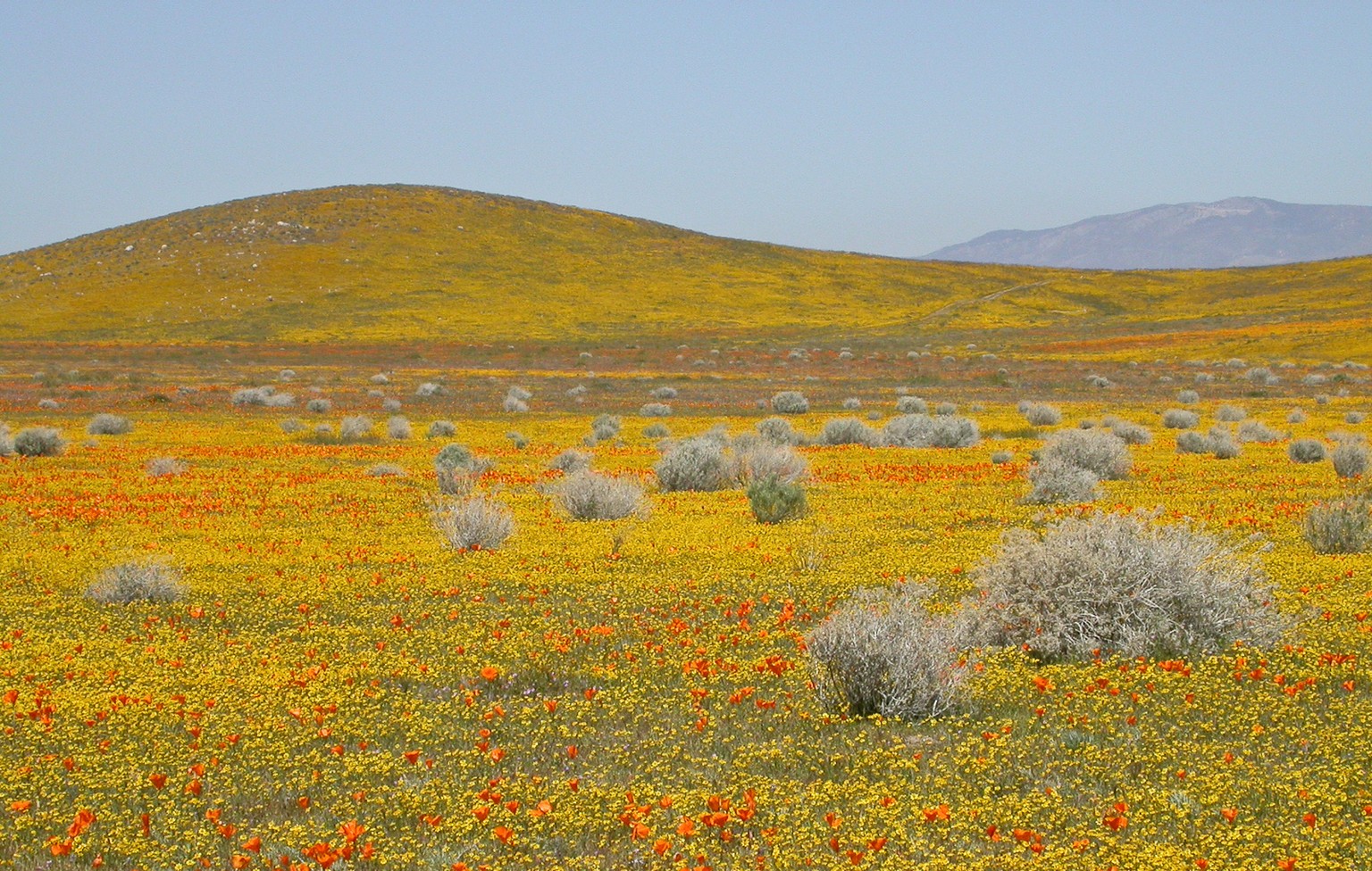 Die gelben Blümchen im Antilopen-Tal sind Goldfields, die orangen Kalifornischer Mohn.
