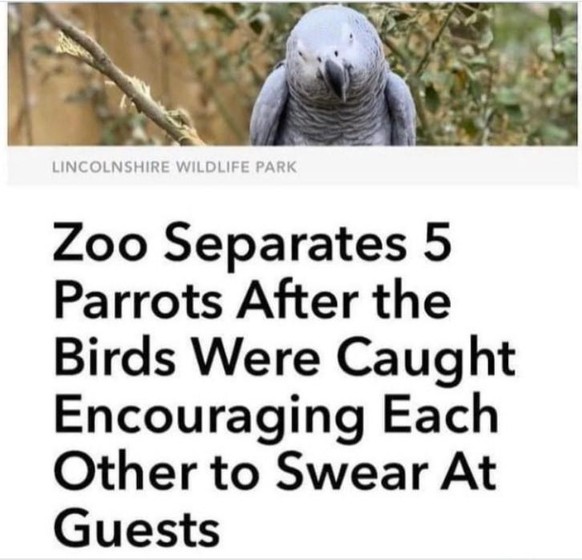 Die besten der besten Schlagzeilen, gefunden auf dem Twitter-Account Mental UK Headlines.

«Der Zoo trennt fünf Papageien, nachdem die Vögel dabei erwischt wurden, wie sie sich gegenseitig ermutigten, Gäste zu beschimpfen.»