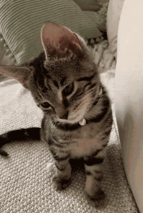 Animated GIF