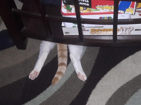 Katze verstecken
https://imgur.com/gallery/oj37u