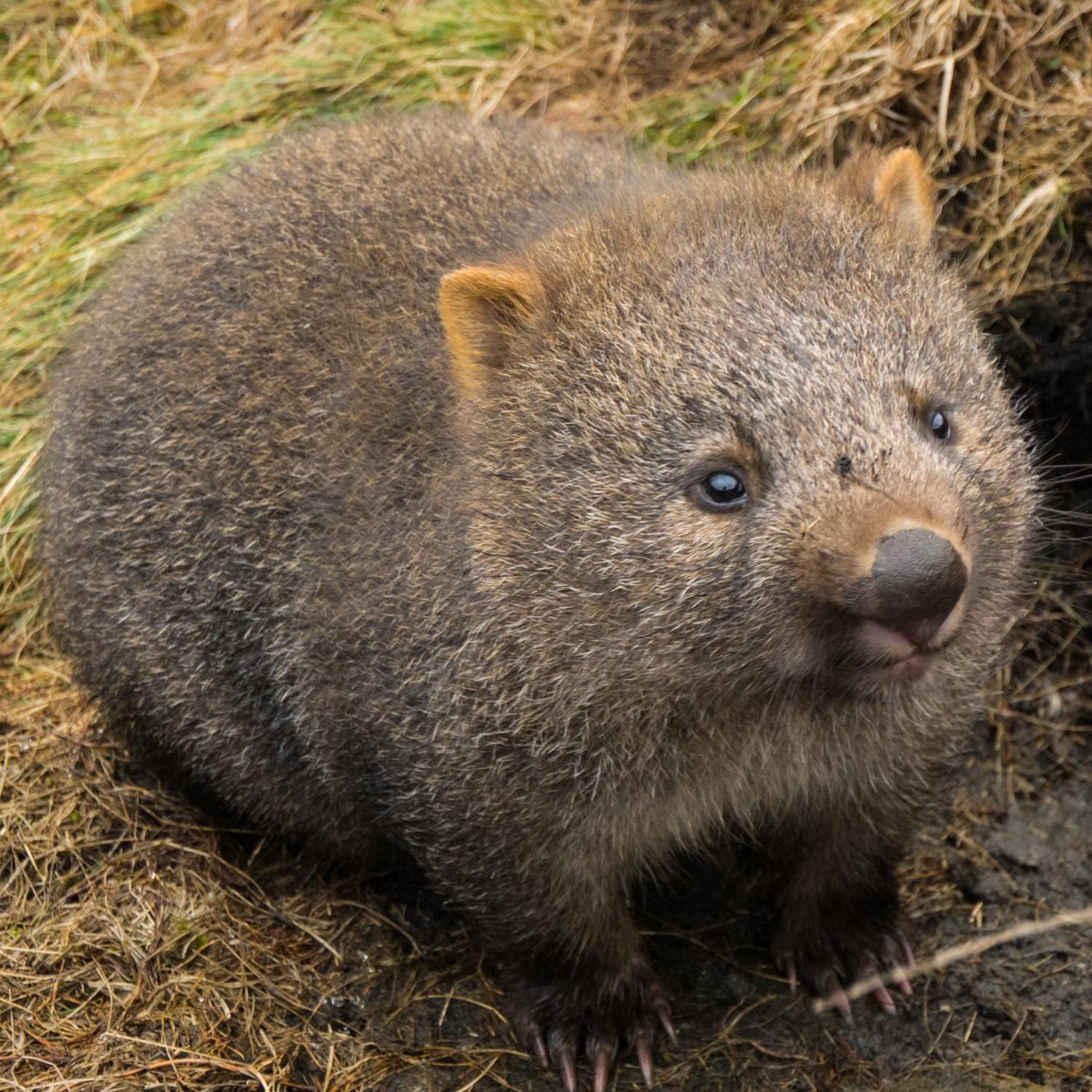 Wombat
Cute News
http://imgur.com/gallery/zgjo8VJ