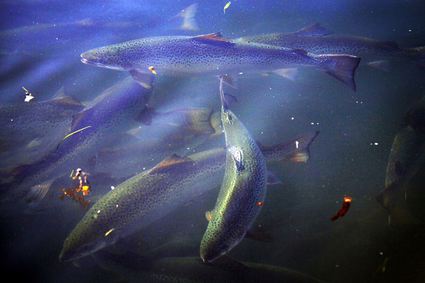 Lachse.&nbsp;Ein genetisch veränderter und dadurch schneller wachsender Lachs könne ohne Bedenken verzehrt werden, erklärte die US-Lebensmittelbehörde.