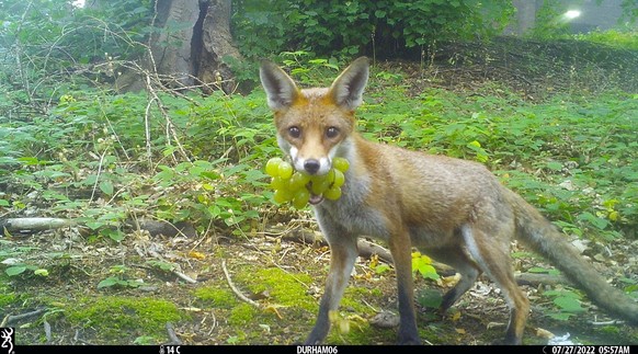 cute news tier fuchs wildtierkamera

https://x.com/Trail_Cams/status/1706274824664879574/photo/1