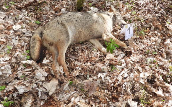 Einer der fünf toten Wölfe nahe Alfedena; veröffentlicht von der Nationalparksleitung.