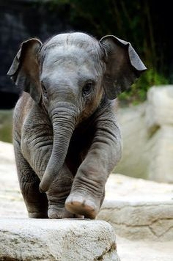 cute news tier elefant

https://www.reddit.com/r/Elephants/comments/zkxmzd/small_and_happy/