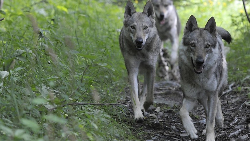 Wölfe geraten ab und zu in Konflikt mit Anlagen der Zivilisation: In der Nacht auf Sonntag wurde auf dem Julierpass ein Wolf von einem Auto überfharen (Archivbild).