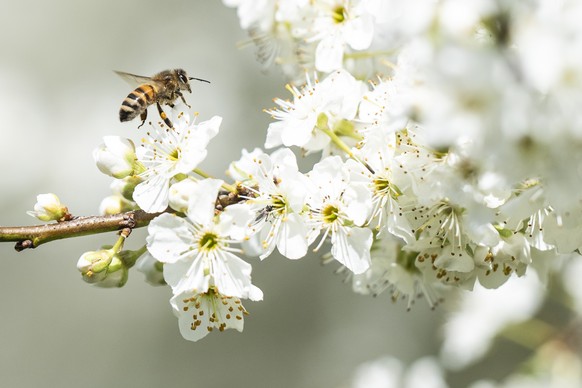 Eine Biene bestaeubt eine Schlehe (Prunus spinosa), am Montag, 31. Maerz 2025 in Duedingen. (KEYSTONE/Til Buergy)