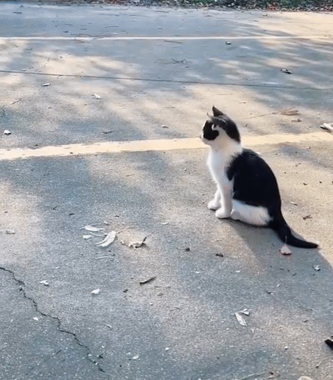 Animiertes GIF