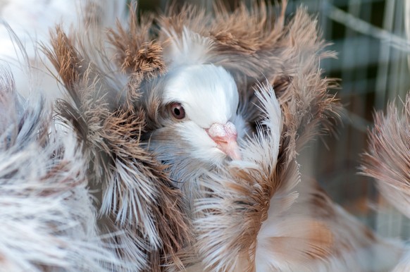 Jacobin pigeon breed at a bird show in Ukraine, Jacobin pigeon breed at a bird show in Ukraine
