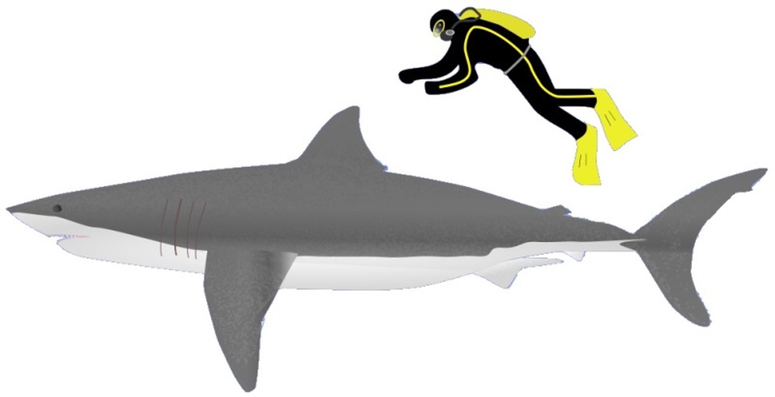 So Kommen Orcas An Ihre Leibspeise Leber Vom Weissen Hai Watson