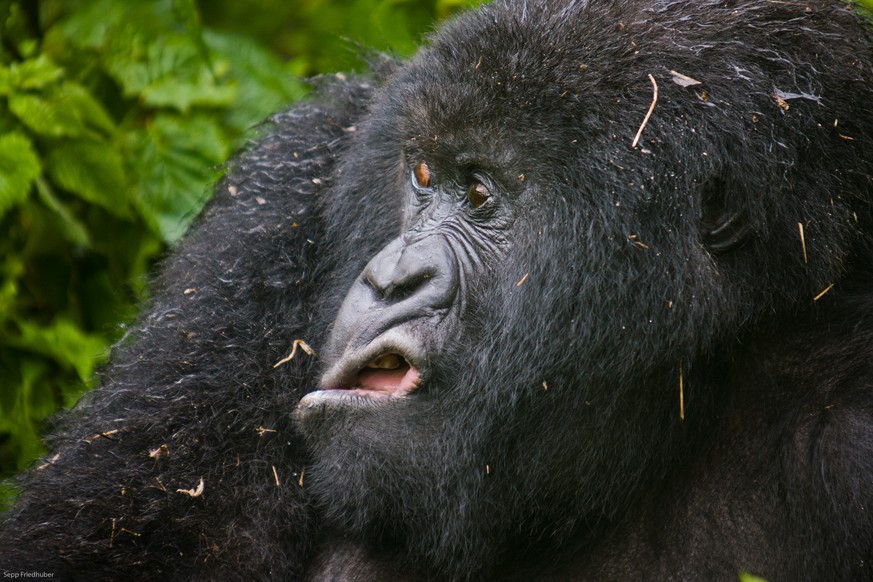 The Comedy Wildlife Photography Awards 2017
Josef Friedhuber
A-4052 Ansfelden
Austria

Title: Grimace
Caption: Mountain gorilla after the rain
Description: Mountains Gorilla is making grimaces, the he ...