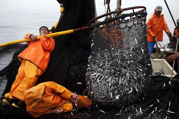 In this Nov. 22, 2012 photo, fishermen work to unload a net full of anchovies during a fishing expedition in the Pacific Ocean, off the coast of El Callao, Peru. Many believe the modernization of the  ...