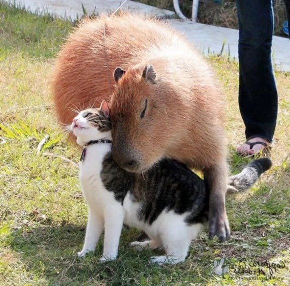 cute news animal capybara cat https://imgur.com/t/aww/ksjp3L5