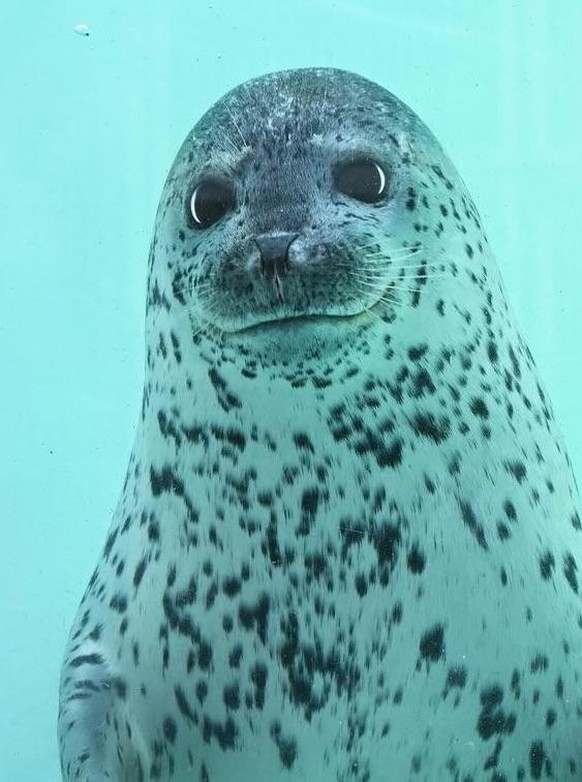 cute news tier seal
https://www.reddit.com/r/seals/comments/1c4r57n/silly_seal/