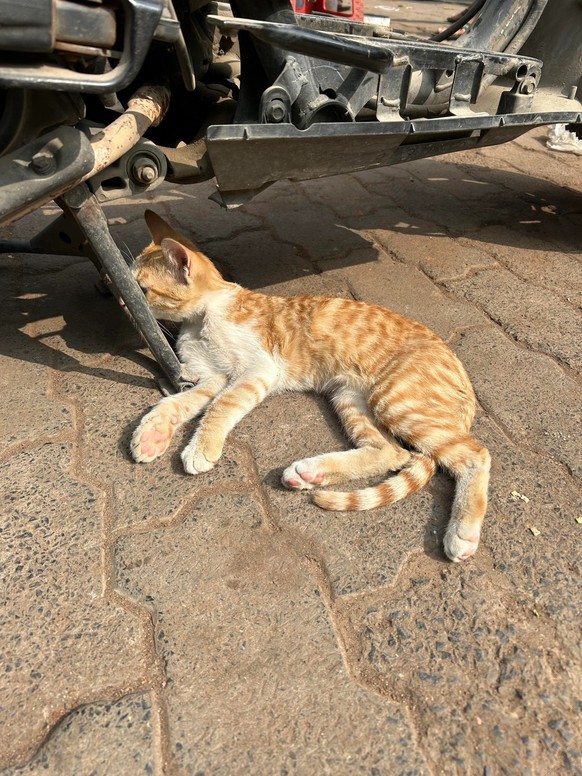 cute news tier katze

https://www.reddit.com/r/CatsBeingCats/comments/1fewlwx/found_orange_on_street/