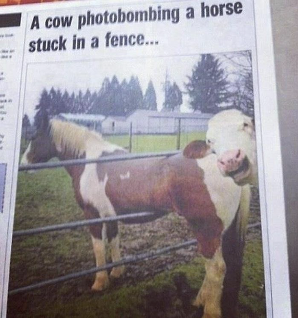 Die lustigsten Fails der Woche: Pferd und Kuh Photobombe
