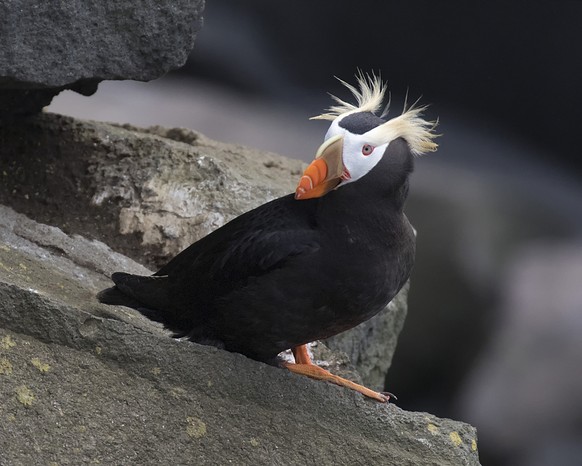 Tufted Puffin, Gelbschopflund