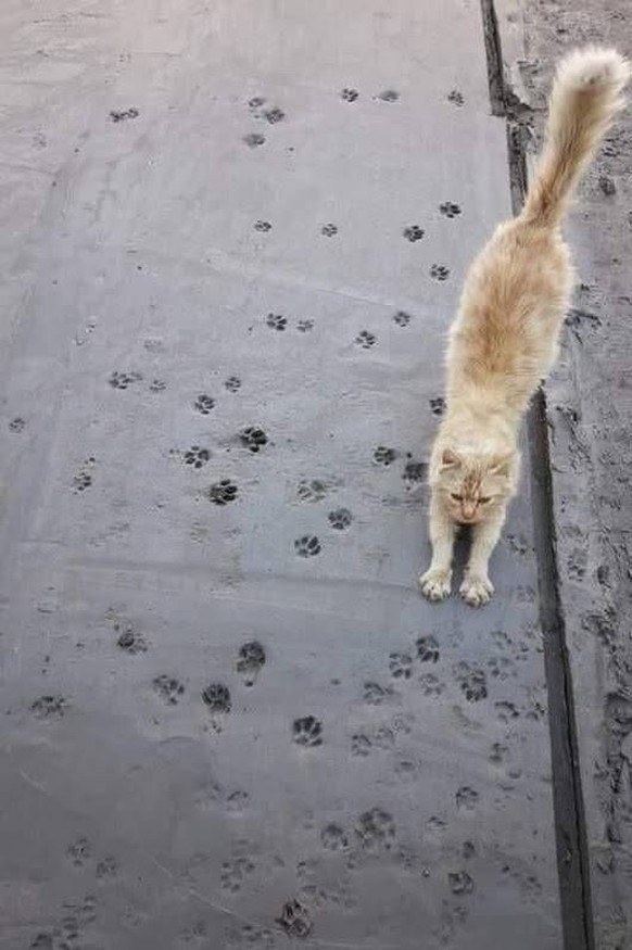 cute news tier katze

https://ch.pinterest.com/pin/1121888957200693516/
