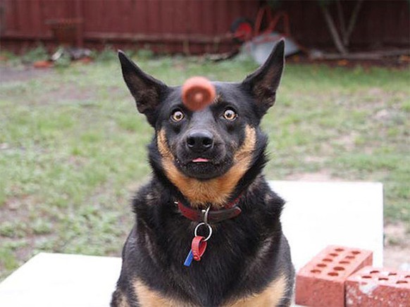 Hund mit Goodie
Cute News
https://imgur.com/gallery/qxB83