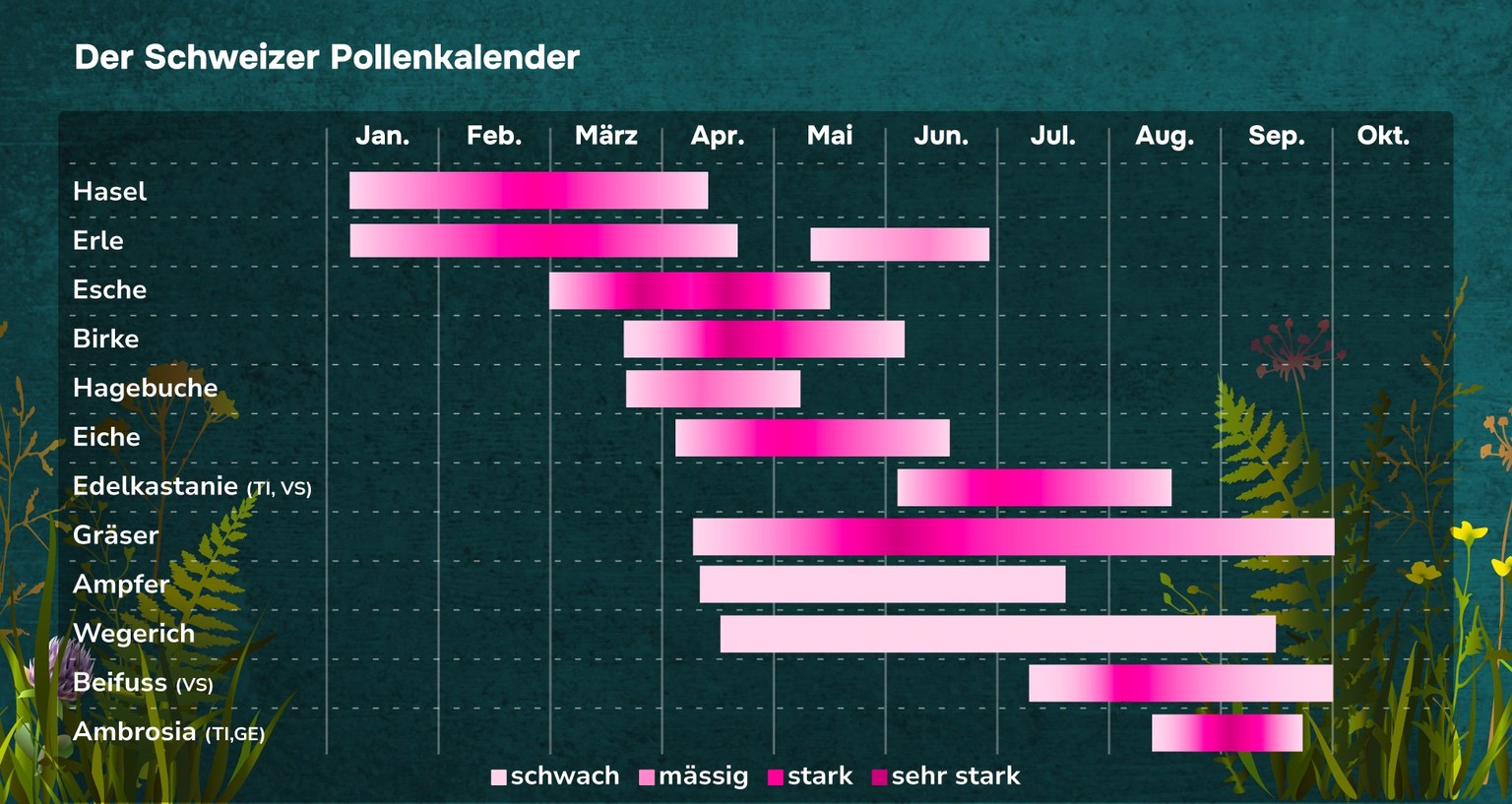 Pollenflug / Pollenkalender Schweiz