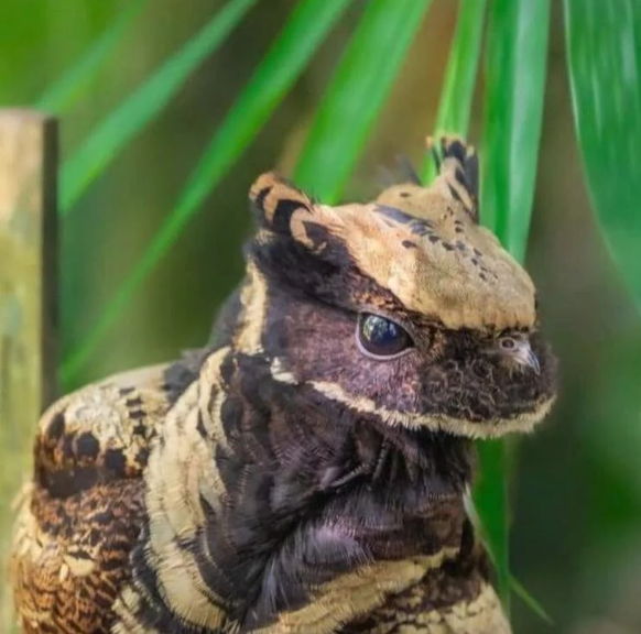 cute news animal tier vogel Riesennachtschwalbe

https://www.reddit.com/r/Awwducational/comments/tlku1u/the_great_eared_nightjar_is_the_largest_species/