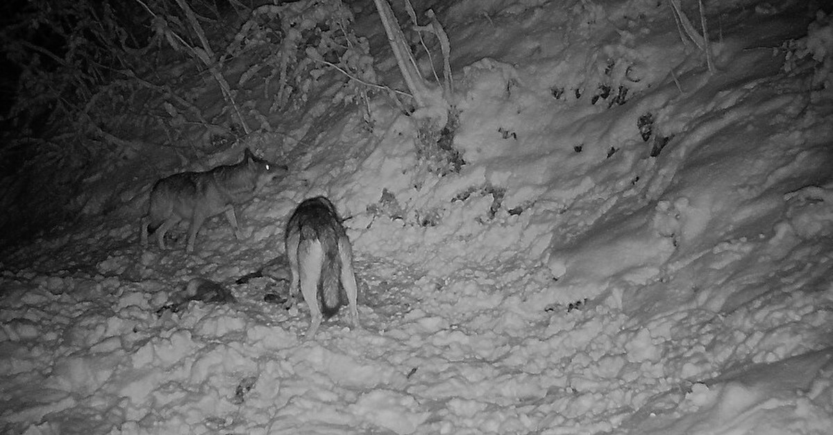 Erstes-Wolfsrudel-im-Kanton-Obwalden-ist-best-tigt