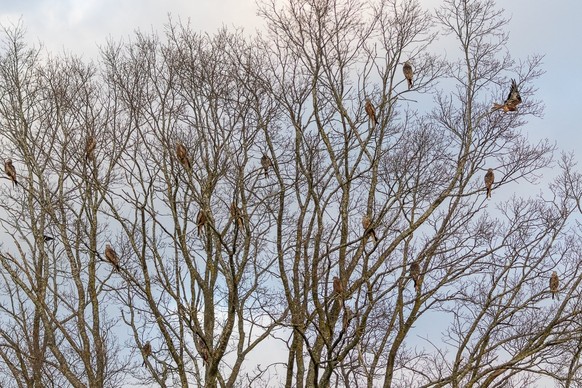 Mitten im Winter weilen zahlreiche Rotmilane in einer Baumkrone in der Schweiz.