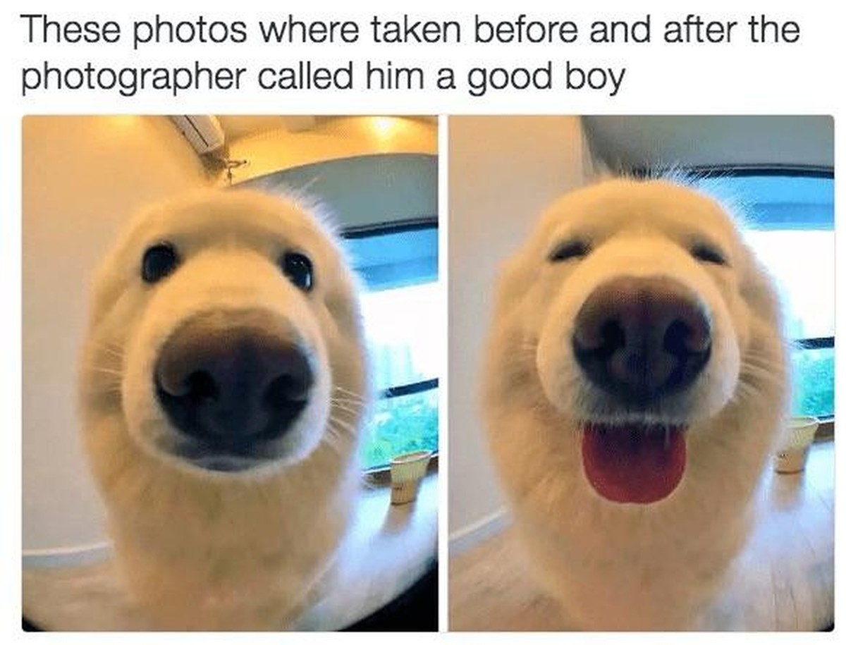 Lustige und schöne Hunde-Memes zum Welthundetag 2023