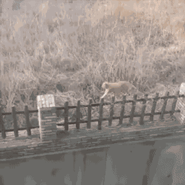 Animiertes GIF