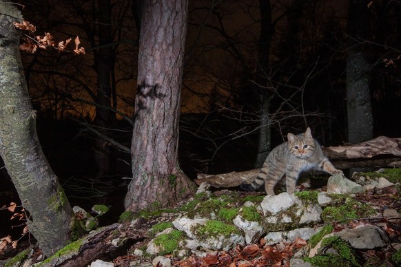 Wildkatze im Aargau