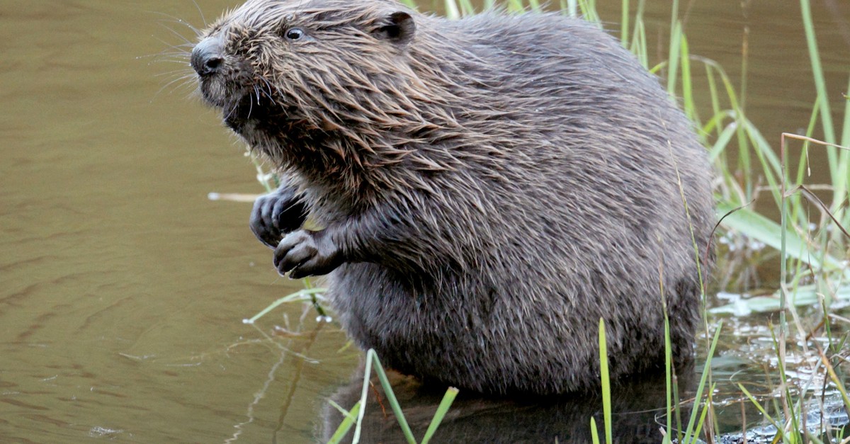 Biber-schaffen-Lebensr-ume-f-r-Flederm-use