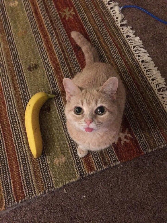 Katze und Banane
Cute News
https://imgur.com/t/aww/T1Nkj