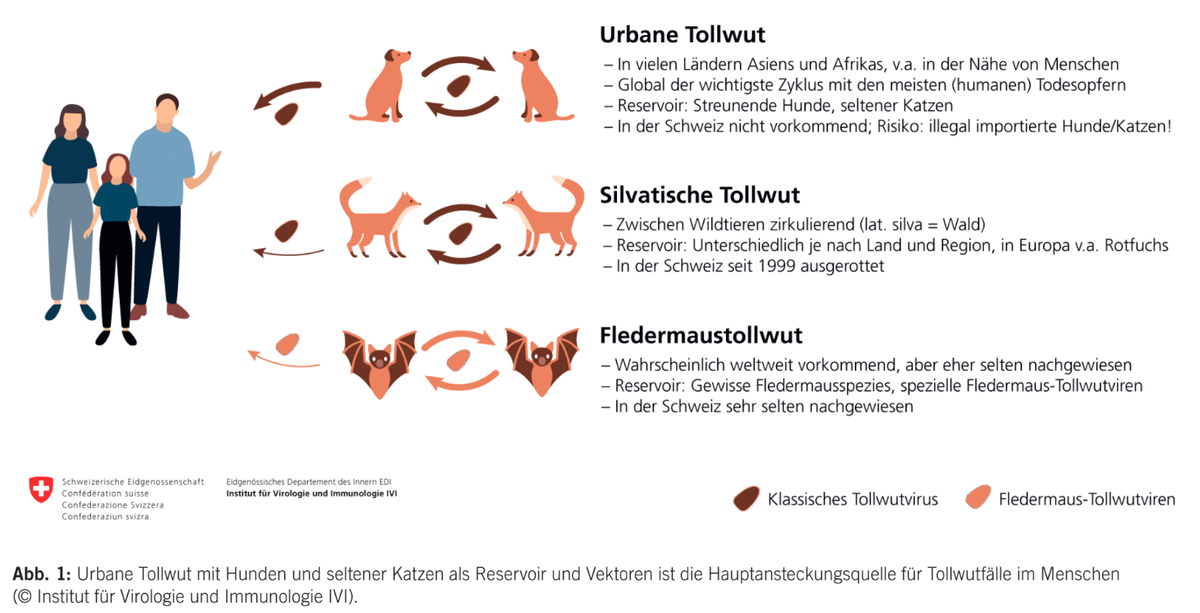 Tollwut Arten Institut für Virologie und Immunologie