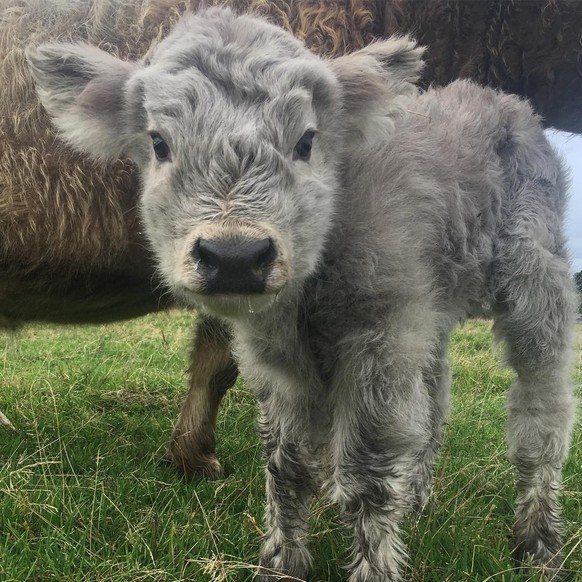 cute news tier schottisches hochlandrind kuh

https://www.instagram.com/p/BZqenJBFknP/