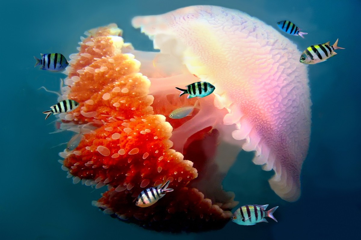 Great Barrier Reef